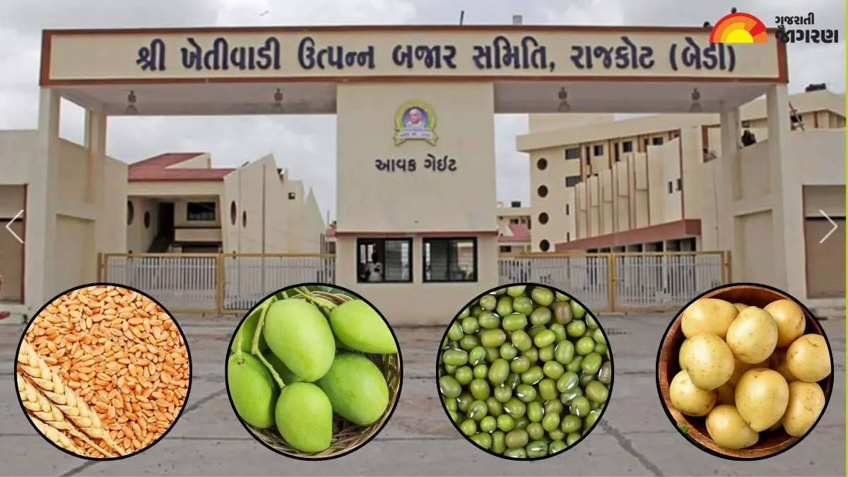Rajkot Market Yard Bhav Today: રાજકોટ માર્કેટયાર્ડમાં ઘઉં, મગ, કાચી કેરી અને શાકભાજીના ભાવ જાણો