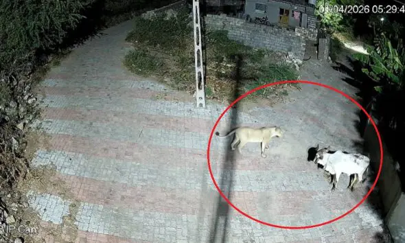 Gir Somnahth: ગીર ગાયની અદમ્ય હિંમત CCTVમાં કેદ, બે ભૂખી સિંહણોને પાછીપાની કરવા મજબૂર કરી દીધી; જુઓ VIDEO