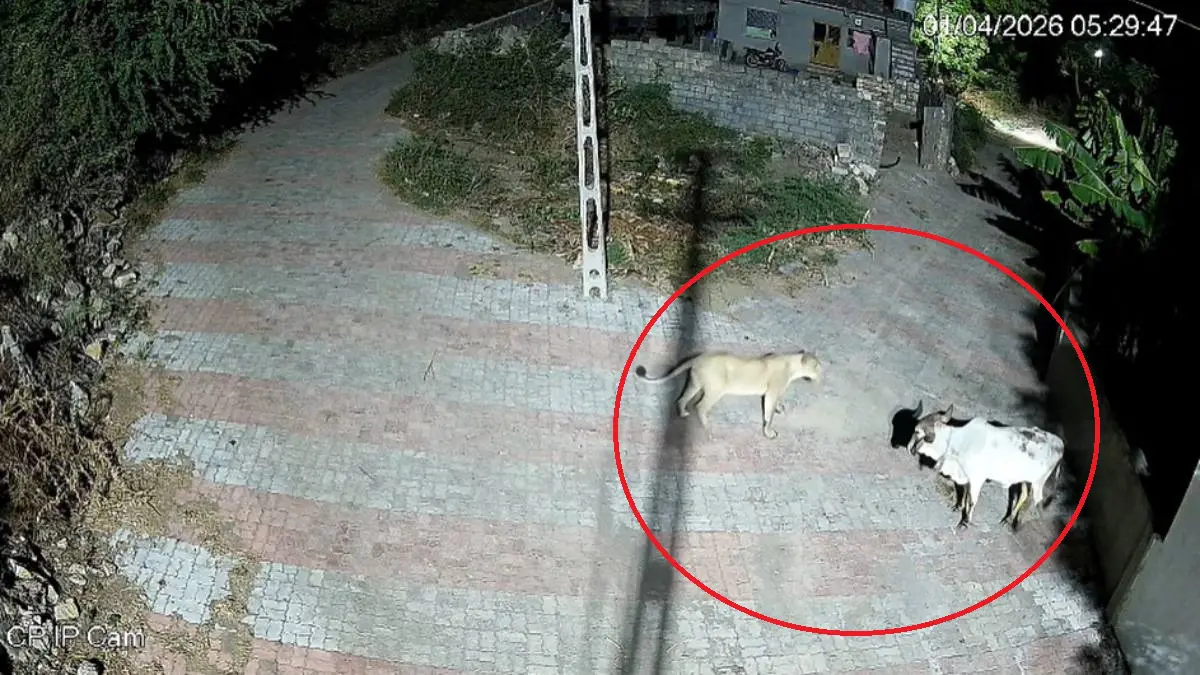 gir-somnath-news-brave-cow-fights-off-two-lionesses-shocking-cctv-footage-goes-viral-719757