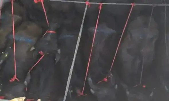 Valsad: મોતના મુખમાં જઈ રહેલા 55 પાડાનો જીવ બચ્યો; ટ્રકમાં ભરી કતલખાને જઈ રહેલા 5 આરોપીઓની ધરપકડ