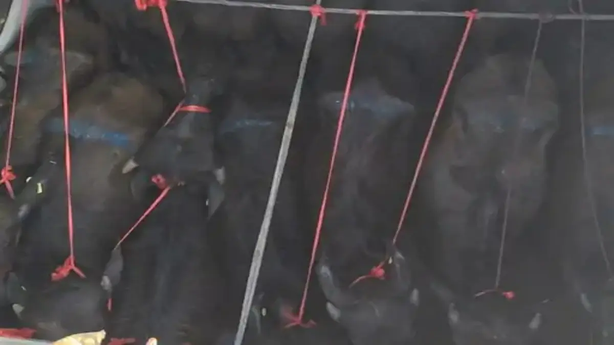 Valsad: મોતના મુખમાં જઈ રહેલા 55 પાડાનો જીવ બચ્યો; ટ્રકમાં ભરી કતલખાને જઈ રહેલા 5 આરોપીઓની ધરપકડ