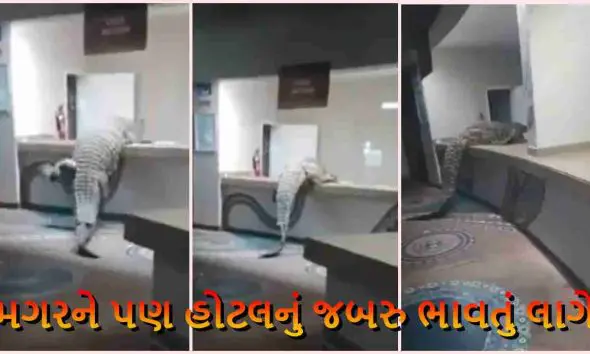 zimbabwe-crocodile-enters-hotel-kitchen-in-search-of-food-staff-left-terrified-video-goes-viral