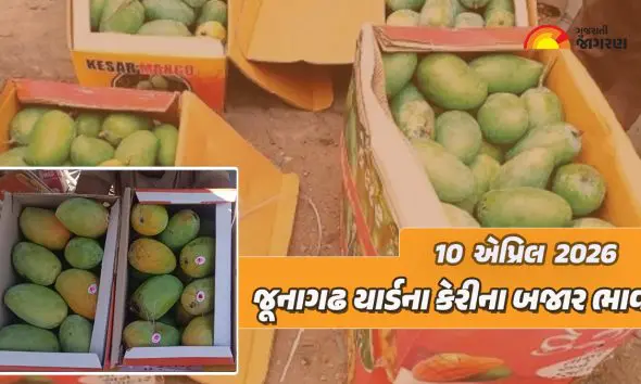Kesar Mango Price in Junagadh: જૂનાગઢ માર્કેટ યાર્ડમાં કેરીમાં મોટા પ્રમાણમાં પાકી આવકથી રોનક, જાણો 20 કિલોનો કેટલો ભાવ બોલાયો