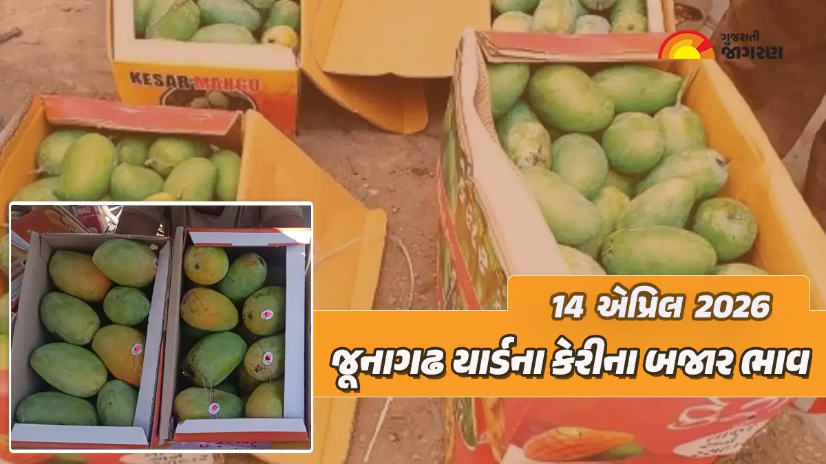 Kesar Mango Price in Junagadh: જૂનાગઢ માર્કેટ યાર્ડમાં 282 ક્વિન્ટલ કાચી કેરીની આવક, જાણો 20 કિલોનો કેટલો ભાવ બોલાયો