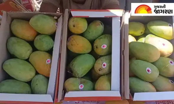 Gir Kesar Mango Prices: જૂનાગઢની કેસર કેરીનો વિદેશમાં દબદબો: અમેરિકામાં 3 કિલો બોક્સના 25 થી 30 ડોલર ભાવ, નિકાસ માટે ખેડૂતોમાં ભારે ઉત્સાહ