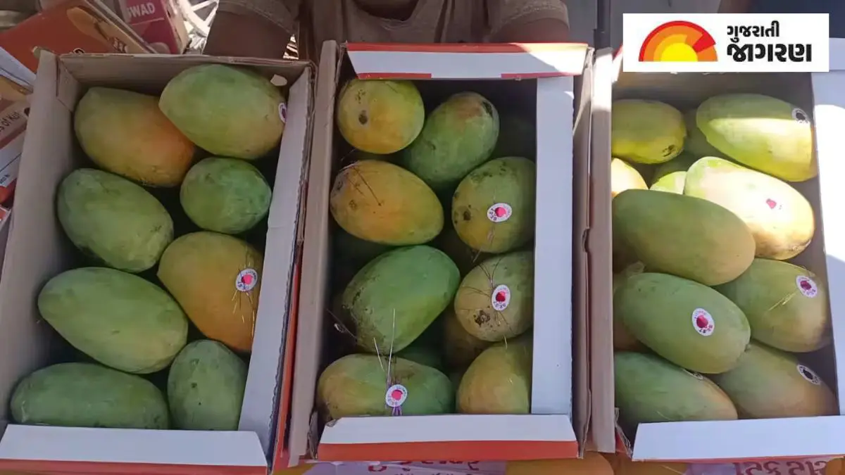 gir-kesar-mango-exports-boom-premium-prices-seen-in-america-723788