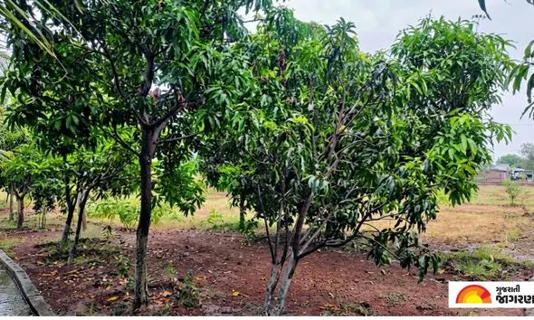 મહીસાગર જિલ્લામાં કુદરતનો પ્રકોપ: કમોસમી વરસાદથી રવિ અને બાગાયતી પાકો ખેદાન-મેદાન; ખેડૂતોમાં ભારે રોષ અને ચિંતા