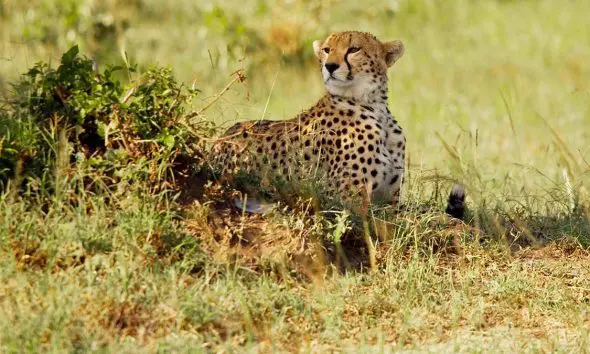 ભારતમાં 'પ્રોજેક્ટ ચિત્તા'ને મળી શાનદાર સફળતાઃ 8થી શરૂ થયેલી સફર વધીને 53 પર પહોંચી, હવે ગુજરાતમાં પણ ચિત્તા લાવવાની તૈયારી