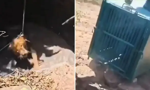 Lion Rescue Video:શિકારની શોધમાં આવેલો સિંહ કૂવામાં ખાબક્યો, વન વિભાગે દિલધડક રેસ્ક્યુ ઓપરેશન કર્યું, વાયરલ થયેલો આ Video જુઓ