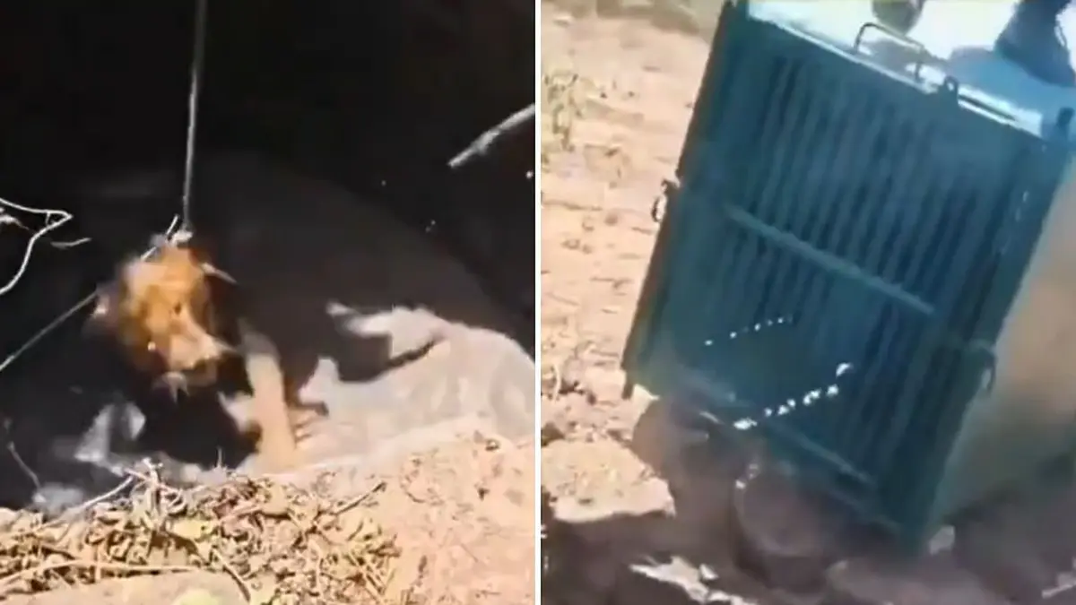 viral-video-captures-daring-rescue-of-lion-trapped-in-farm-well-in-una-taluka-727421