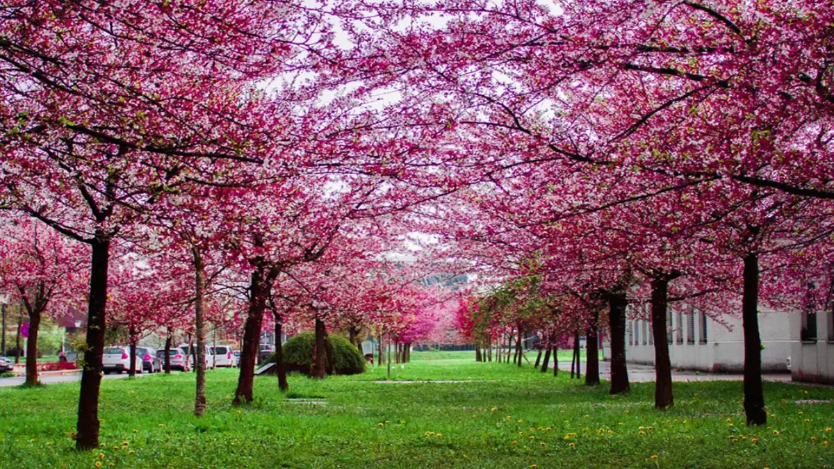 Spring Disappearing: ન સંપૂર્ણ શિયાળો કે ન સંપૂર્ણ ઉનાળો…બદલાતી હવામાનની પેટર્ન વચ્ચે શું ભારતમાં 'વસંત ઋતુ' લુપ્ત થઈ રહી છે?