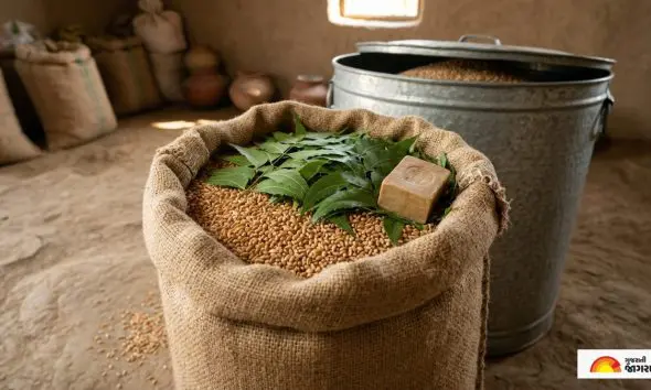 ઘઉં સંગ્રહવાની દેશી રીત: કોઠી કે ડ્રમમાં સાબુ સાથે રાખો આ ખાસ ઝાડના પાન, વર્ષો સુધી ઘઉંમાં નહીં પડે એક પણ જીવાત!