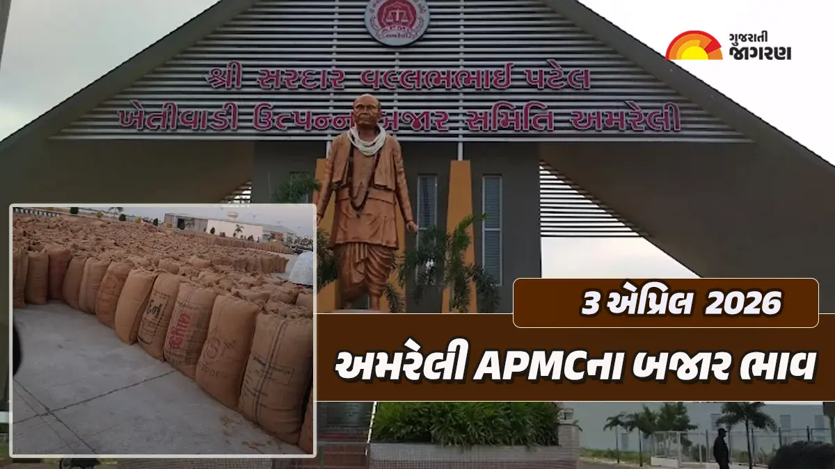 Amreli Market Yard Bhav Today: અમરેલી માર્કેટ યાર્ડના આજના બજાર ભાવ, જાણો કઇ જણસીનો કેટલો ઉંચો ભાવ બોલાયો