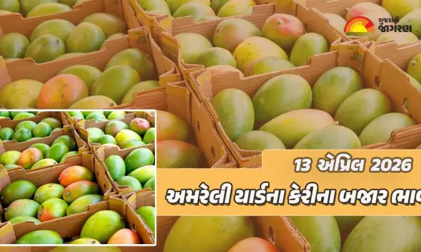 Kesar Mango Price in Amreli: અમરેલી માર્કેટ યાર્ડમાં 25 ક્વિન્ટલ કેસર કેરીની આવક, જાણો 20 કિલોનો કેટલો ભાવ બોલાયો