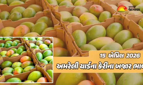 Kesar Mango Price in Amreli: અમરેલી માર્કેટ યાર્ડમાં કેસર કેરીની 15 ક્વિન્ટલ આવક, જાણો 20 કિલોનો કેટલો ભાવ બોલાયો