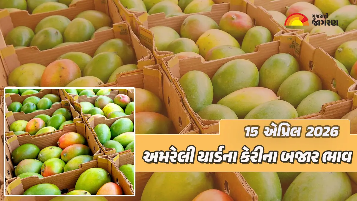 Kesar Mango Price in Amreli: અમરેલી માર્કેટ યાર્ડમાં કેસર કેરીની 15 ક્વિન્ટલ આવક, જાણો 20 કિલોનો કેટલો ભાવ બોલાયો