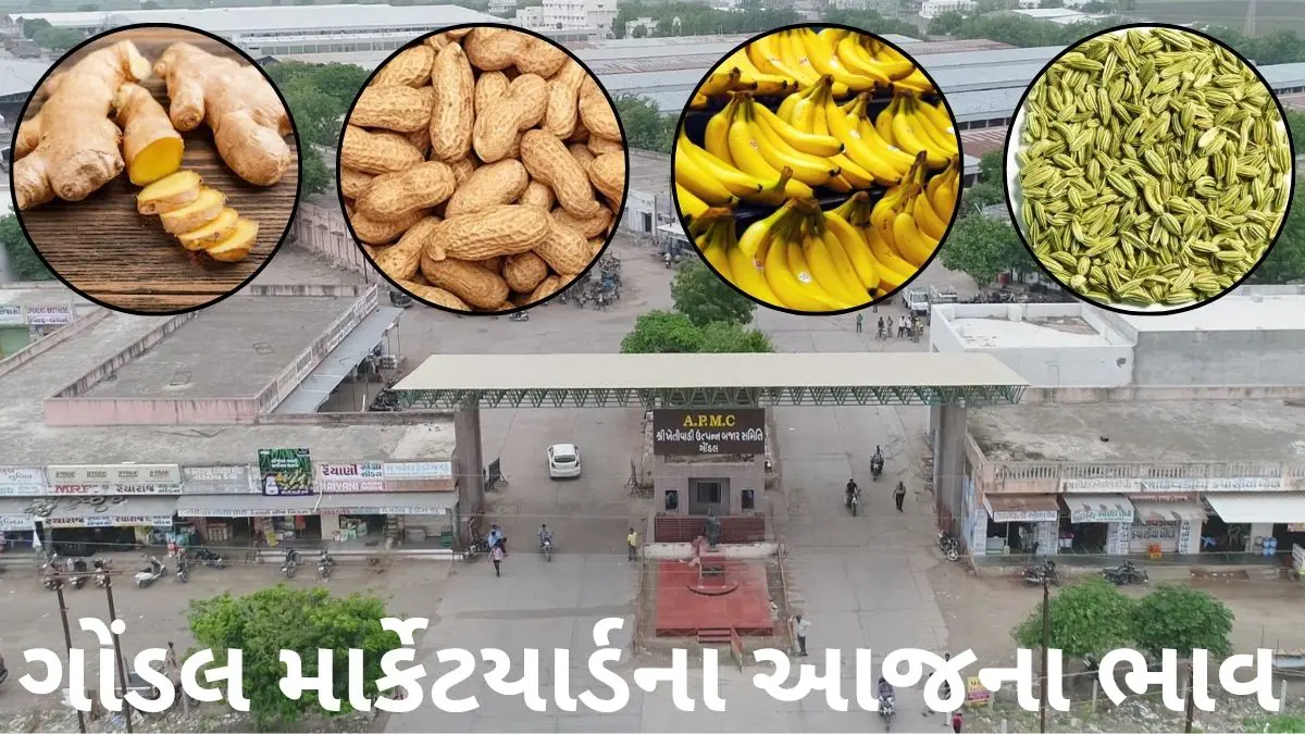 Gondal Market Yard Bhav Today: ગોંડલ માર્કેટયાર્ડમાં મગફળી, વરીયાળી, આદું અને ફળોના લેટેસ્ટ ભાવ જાણો