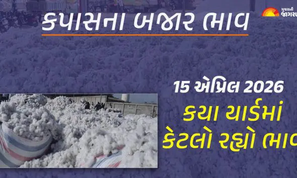 Cotton Price Today in Gujarat, April 15, 2026: ગુજરાતના 33 યાર્ડના કપાસના આજના બજાર ભાવ, જાણો કયા યાર્ડમાં ઊંચા-નીચા ભાવ શું રહ્યા?
