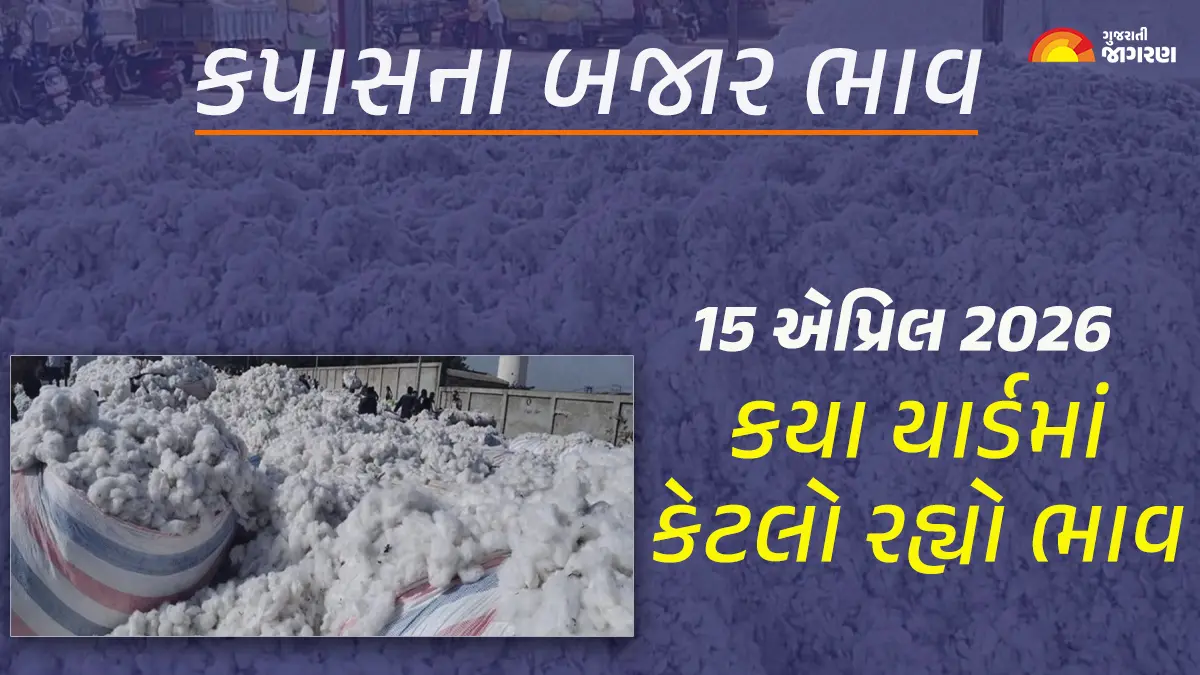 Cotton Price Today in Gujarat, April 15, 2026: ગુજરાતના 33 યાર્ડના કપાસના આજના બજાર ભાવ, જાણો કયા યાર્ડમાં ઊંચા-નીચા ભાવ શું રહ્યા?