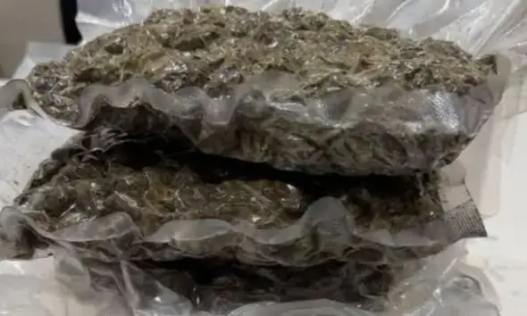 અમદાવાદ એરપોર્ટ પર ફરી ગાંજાની તસ્કરી: બેંગકોકથી આવેલા ભારતીય પાસેથી 1.107 કિલો હાઈડ્રોપોનિક ગાંજો જપ્ત