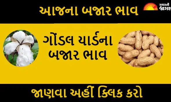Gondal Market Yard Bhav Today: ગોંડલ માર્કેટયાર્ડમાં શાકભાજી અને ફળના ભાવ જાણો