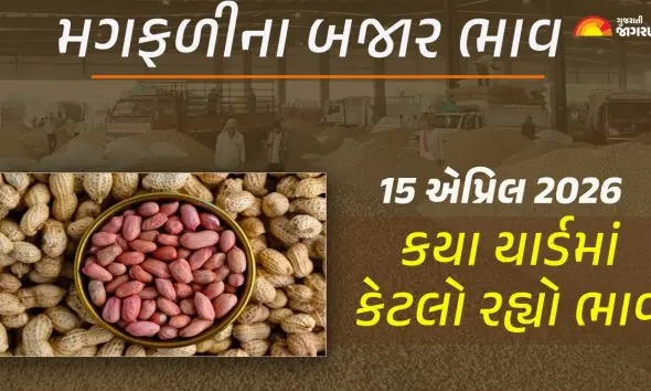 Groundnut Price Today in Gujarat, April 15, 2026: ગુજરાતના 23 યાર્ડના મગફળીના આજના બજાર ભાવ, જાણો કયા યાર્ડમાં ઊંચા-નીચા ભાવ શું રહ્યા?