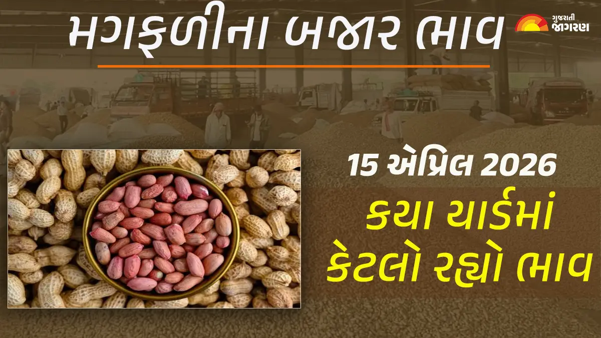 Groundnut Price Today in Gujarat, April 15, 2026: ગુજરાતના 23 યાર્ડના મગફળીના આજના બજાર ભાવ, જાણો કયા યાર્ડમાં ઊંચા-નીચા ભાવ શું રહ્યા?