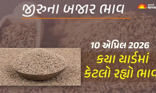 Jeera Price Today in Gujarat, April 10, 2026: ગુજરાતના 26 યાર્ડના જીરાના આજના બજાર ભાવ, જાણો કયા યાર્ડમાં ઊંચા-નીચા ભાવ શું રહ્યા?