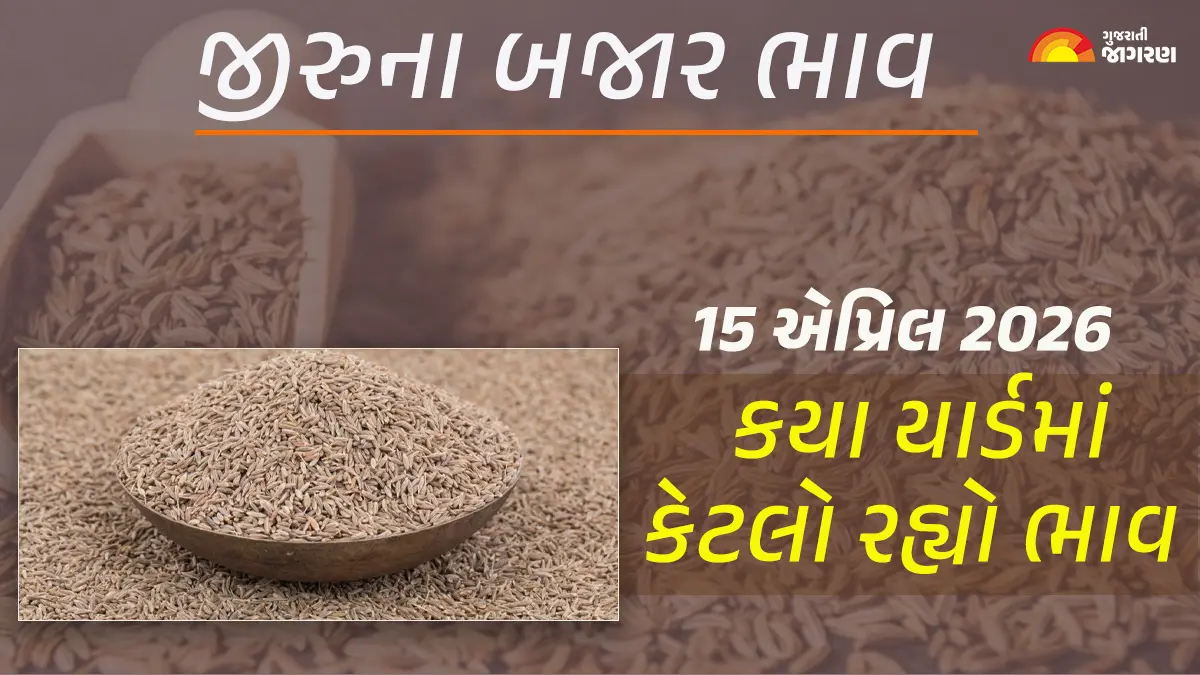 Jeera Price Today in Gujarat, April 15, 2026: ગુજરાતના 30 યાર્ડના જીરાના આજના બજાર ભાવ, જાણો કયા યાર્ડમાં ઊંચા-નીચા ભાવ શું રહ્યા?
