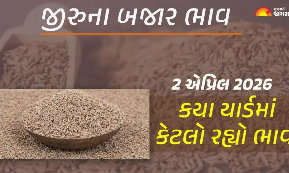 Jeera Price Today in Gujarat, April 02, 2026: ગુજરાતમાં જીરાના આજના બજાર ભાવ, જાણો કયા યાર્ડમાં ઊંચા-નીચા ભાવ શું રહ્યા?