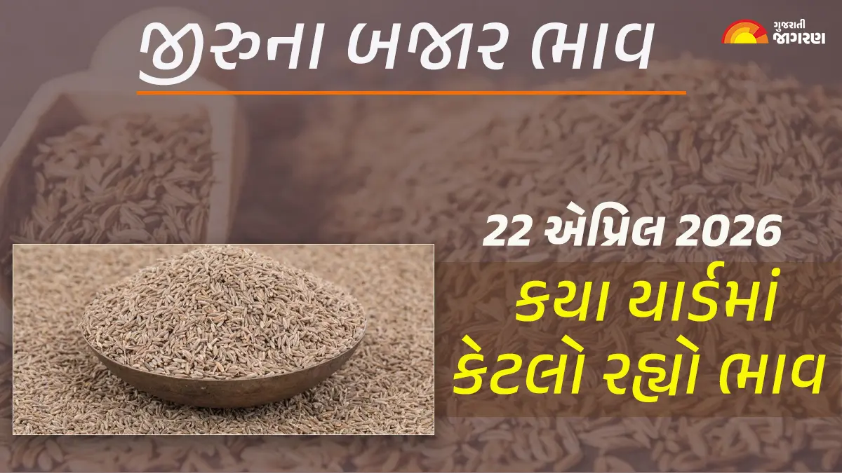 Jeera Price Today in Gujarat, April 22, 2026: ગુજરાતના 28 યાર્ડના જીરાના આજના બજાર ભાવ, જાણો કયા યાર્ડમાં ઊંચા-નીચા ભાવ શું રહ્યા?