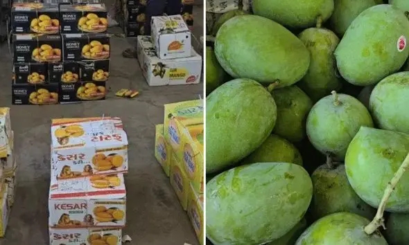 Kesar Mango Price in Junagadh: જૂનાગઢ યાર્ડમાં કેસર કેરીનું આગમન, 10 કિલોના બોક્સના ભાવ 1800 રૂપિયા સુધી બોલાયા