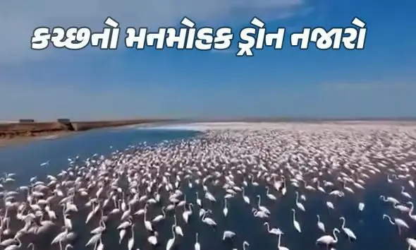 Flamingos Drone Video: કચ્છનું રણ બન્યું બર્ડ લવર્સનું પેરાડાઇઝ, હજારો ફ્લેમિંગોનો મનમોહક નજારો