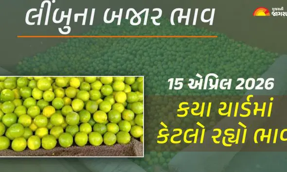 Lemon Price Today in Gujarat, April 15, 2026: ગુજરાતના 14 યાર્ડના લીંબુના આજના બજાર ભાવ, જાણો કયા યાર્ડમાં ઊંચા-નીચા ભાવ શું રહ્યા?
