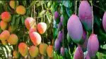 Most Expensive Mango: એક કેરીની કિંમત રૂપિયા 3000, વિશ્વની સૌથી મોંઘી કેરી કે જેની કિંમત સાંભળી તમને આશ્ચર્ય થશે, સ્વાદ પણ એવો કે દરેક ફળ તમે ભૂલી જશો