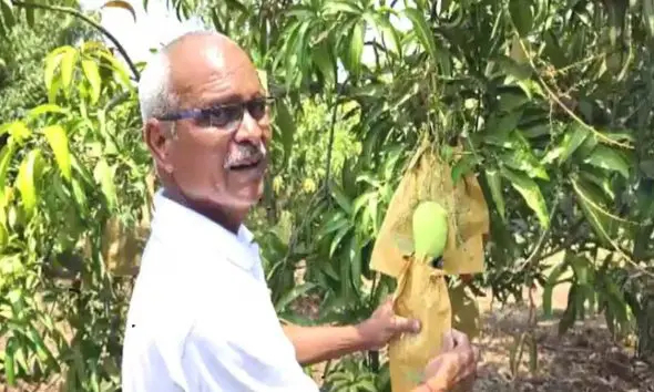 વલસાડના ખેડૂતની અસાધારણ સિદ્ધિ: માત્ર 12 ફૂટના ઝાડ પર 80 જાતની કેરી ઉગાડવામાં મેળવી સફળતા