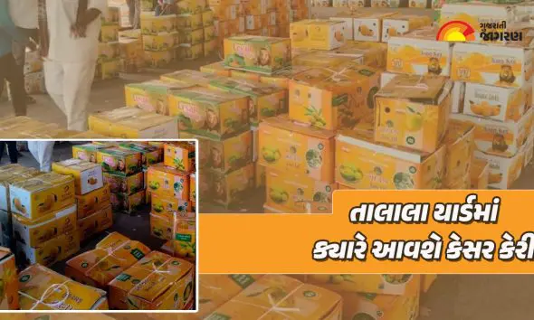 Kesar Mango in Talala: કેસર કેરીના રસિકો માટે સારા સમાચાર, 19 એપ્રિલથી બજારમાં આવશે તાલાલાની પ્રખ્યાત કેરી