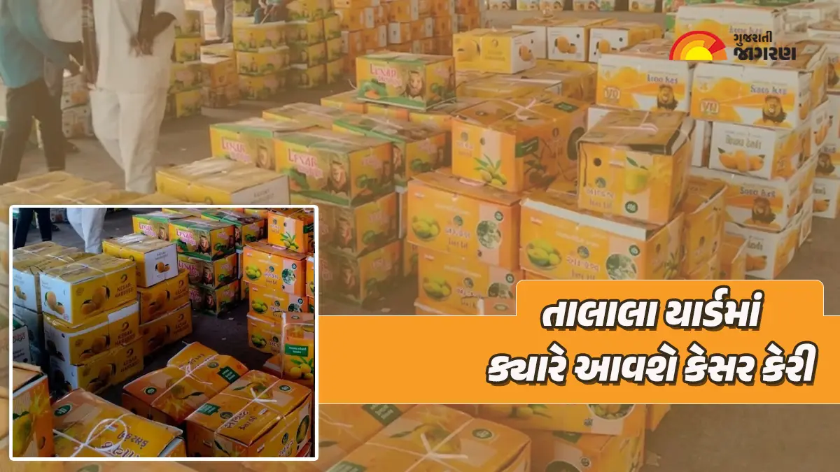 kesar-mango-price-in-talala-gir-apmc-market-today-13-april-2026-latest-kesar-keri-na-bhav-and-box-rates-727149