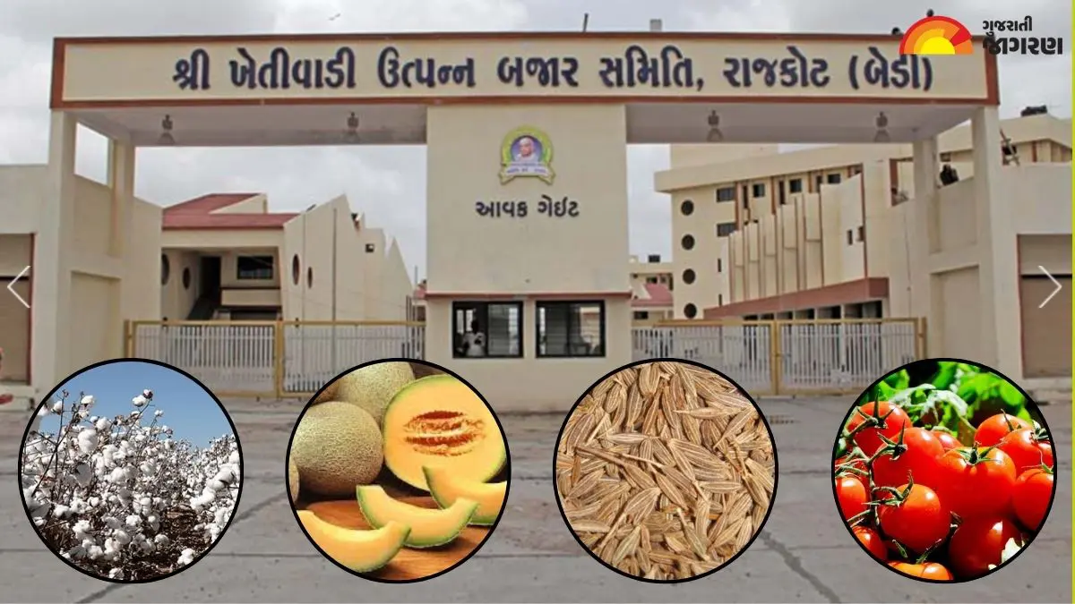 Rajkot Market Yard Bhav Today: રાજકોટ માર્કેટયાર્ડના કપાસ, જીરુ, ટેટી અને ટમેટાના આજના ભાવ જાણો