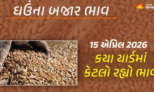 Wheat Price Today in Gujarat, April 15, 2026: ગુજરાતના 59 ઘઉંના આજના બજાર ભાવ, જાણો કયા યાર્ડમાં ઊંચા-નીચા ભાવ શું રહ્યા?