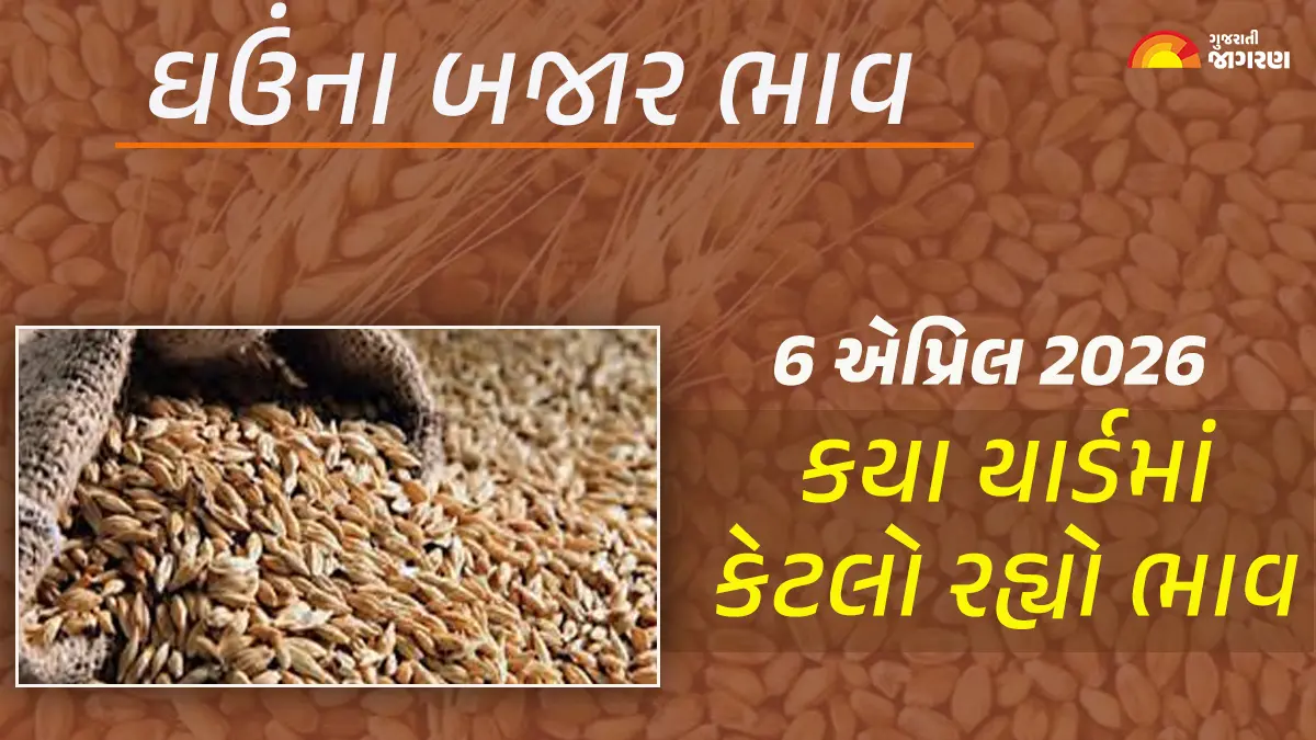 Wheat Price Today in Gujarat, April 06, 2026: ગુજરાતમાં 54 યાર્ડના ઘઉંના આજના બજાર ભાવ, જાણો કયા યાર્ડમાં ઊંચા-નીચા ભાવ શું રહ્યા?