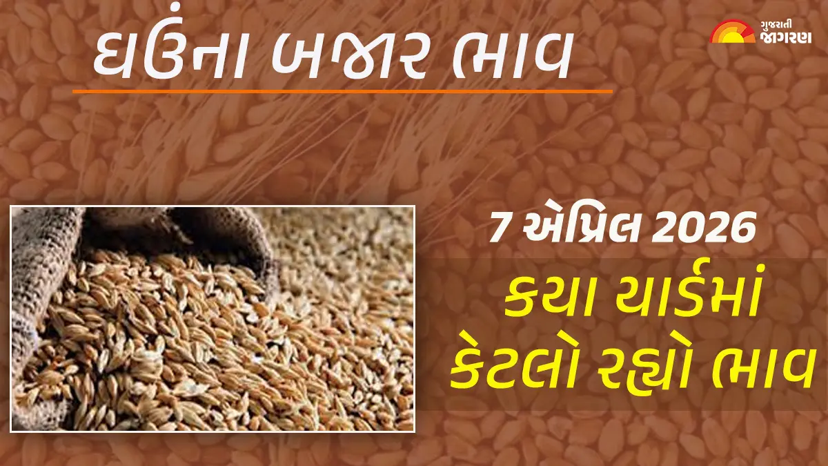 Wheat Price Today in Gujarat, April 07, 2026: ગુજરાતના 55 યાર્ડના ઘઉંના આજના બજાર ભાવ, જાણો કયા યાર્ડમાં ઊંચા-નીચા ભાવ શું રહ્યા?