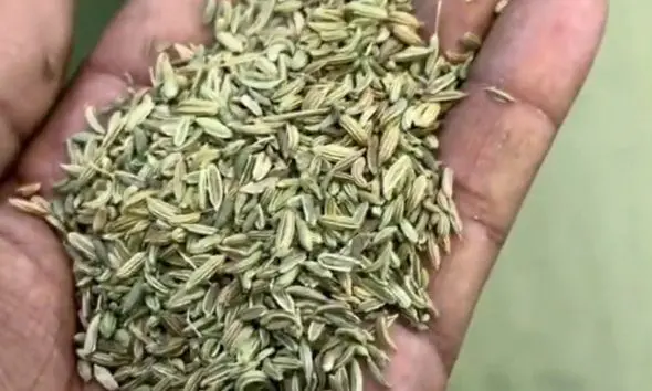 mehsana-news-fennel-seeds-adulteration-factory-busted-in-unjha