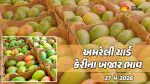 Mango Prices in Amreli: અમરેલી માર્કેટ યાર્ડમાં કેસર કેરીની 100 ક્વિન્ટલ આવક, જાણો 20 કિલોનો કેટલો ભાવ બોલાયો