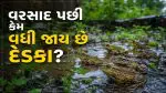 ગાયબ થઈ ગયેલા દેડકાઓ વરસાદ આવતા જ અચાનક કેમ દેખાવા લાગે છે? જાણો ચોંકાવતું રહસ્ય