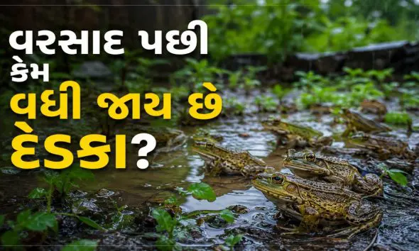 why-frogs-appear-after-rain-reason-in-gujarati