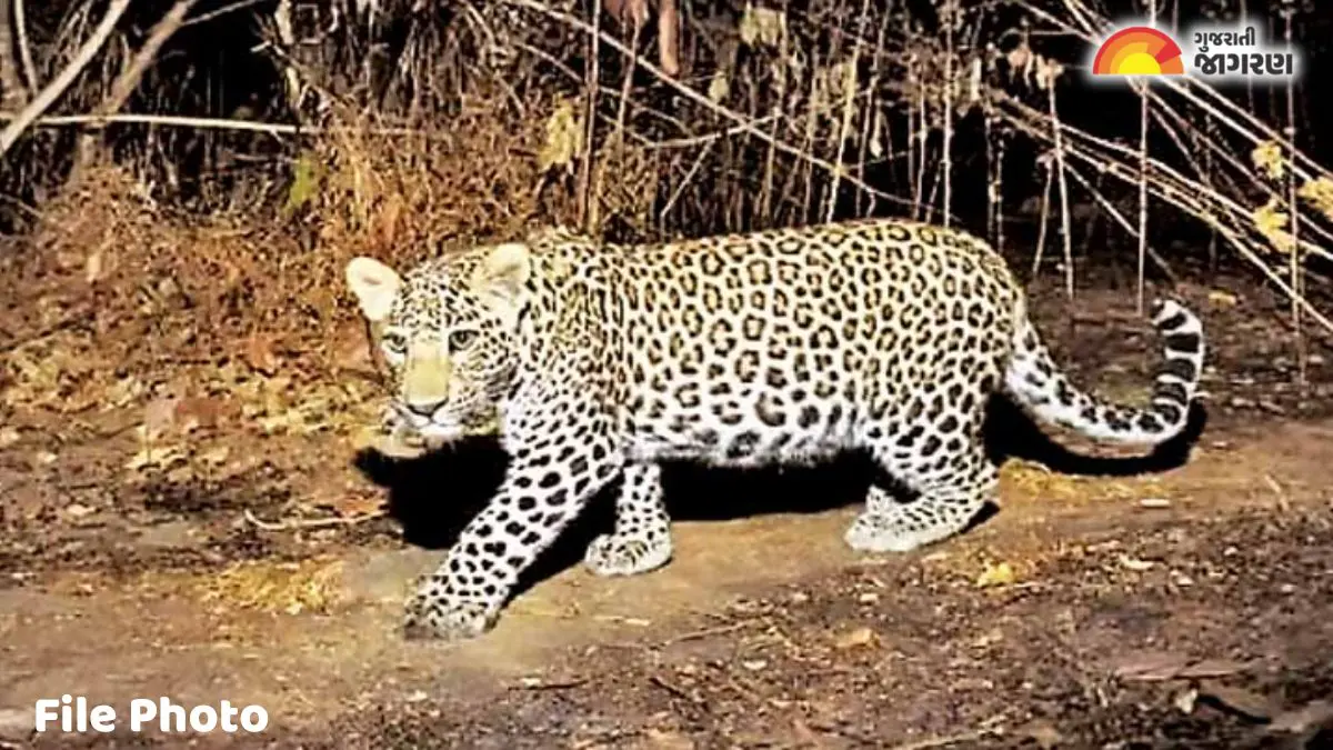 dahod-garbada-panchawada-village-leopard-attack-three-injured