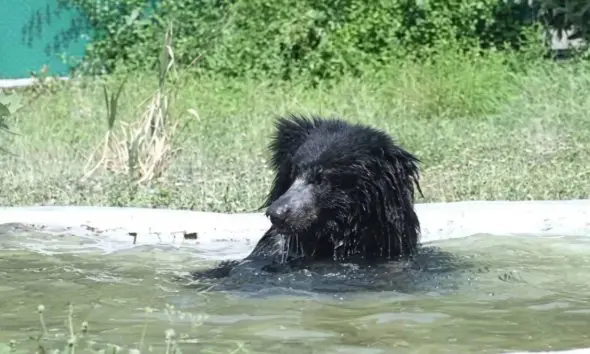 narmada-news-ekta-nagar-jungle-safari-prepared-to-save-animals-from-scorching-heat