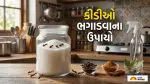 Get Rid of Ants: ખાંડના ડબ્બામાં કીડીઓનો ત્રાસ? ફેંકવાની ભૂલ ન કરતા, બસ આ એક મસાલો મિનિટોમાં કરશે સફાયો!