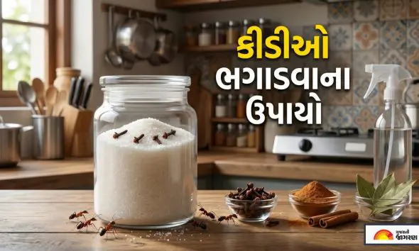 how-to-get-rid-of-ants-from-sugar-easy-kitchen-hack